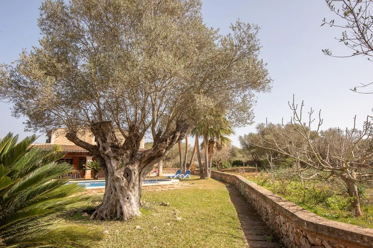 Villa Palea Campos  Spain